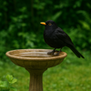 Waarom een vogelbad onmisbaar is in je tuin (en hoe je de juiste kiest)