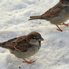 Help vogels de winter door!