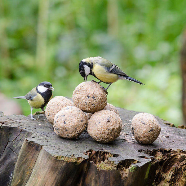 Vogelschutz - Meisenknödel mit Insekten 6 Stück (Tray)