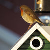 Vogelhaus Stugan Plus 2-in-1 Lärchenholz | Wildlife Garden