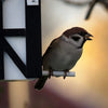 Vogelhaus Korsvirke Schwarz 2-in-1 Lärchenholz | Wildlife Garden