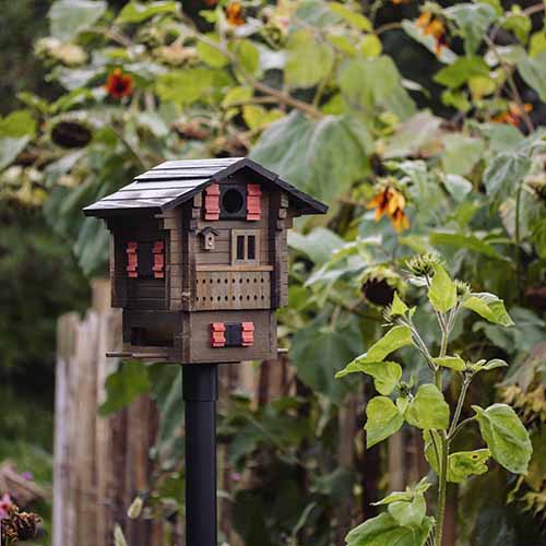 Vogelhaus Fjällstugan 2-in-1 Lärchenholz | Wildlife Garden
