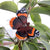 DekoSchmetterling - Atalanta