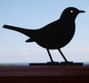 Schattenbild - Amsel