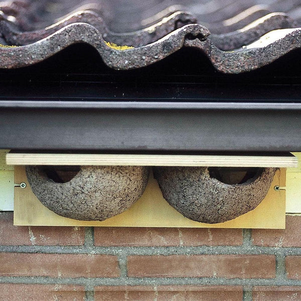 Mehlschwalbennest doppelt