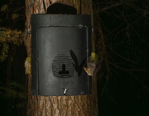 Grote vleermuis- en overwinteringskast 1FW – foto 8