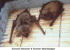 Platte vleermuiskast 1FF met houten achterwand – foto 7