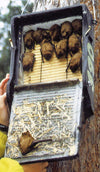 Platte vleermuiskast 1FF met houten achterwand – foto 4