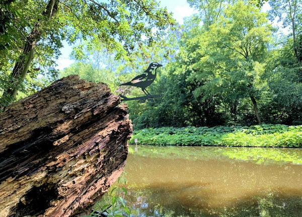 Birdwise - Amsel Nr. 2