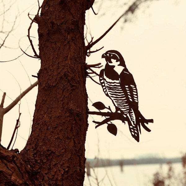 Birdwise - Wanderfalke