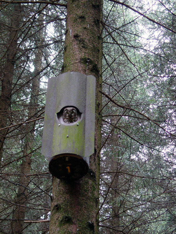 Uilenkast nr. 4 voor ruigpootuil en holenduif – foto 8