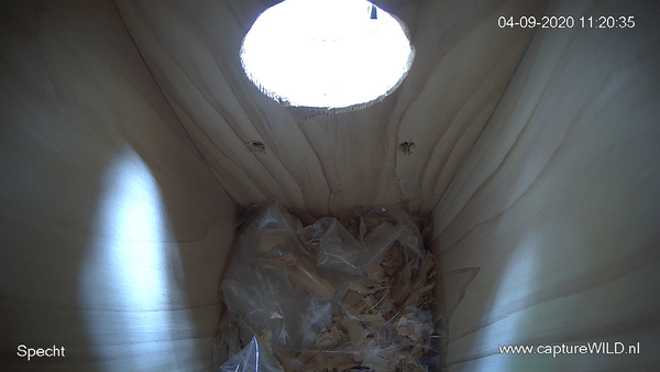 CaptureWILD - Specht