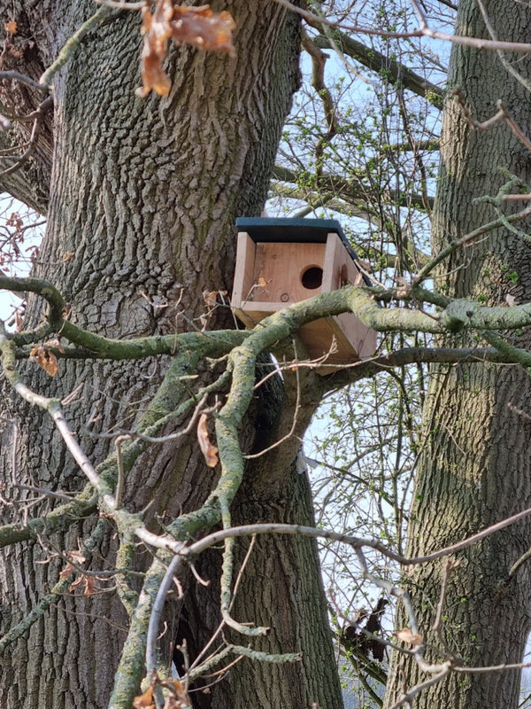 CaptureWILD - Steinkauz