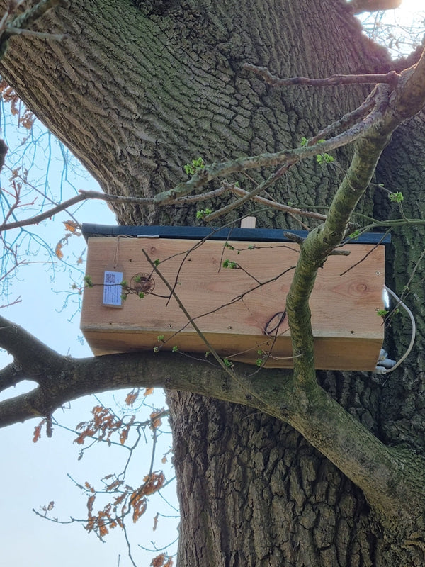 CaptureWILD - Steinkauz