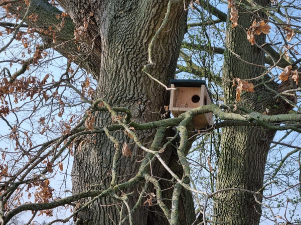 CaptureWILD - Steinkauz