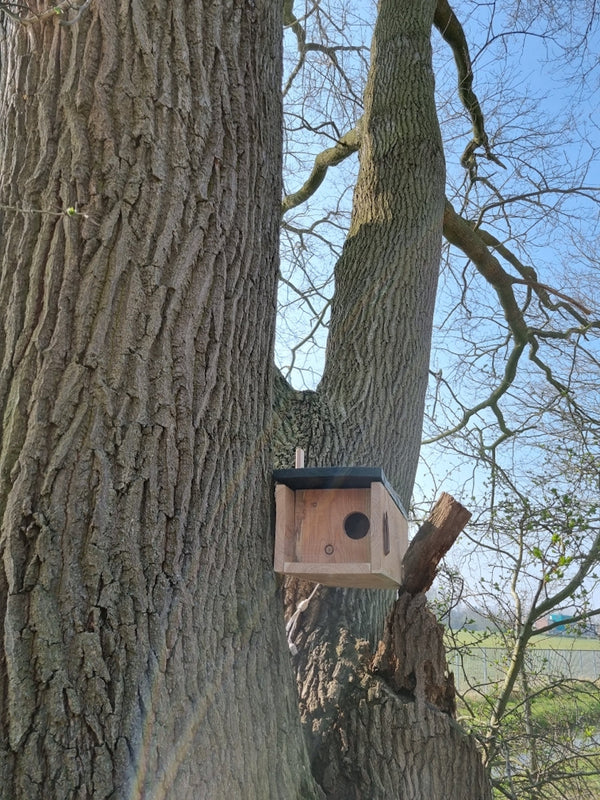 CaptureWILD - Steinkauz