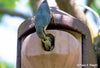 Nestkast 2GR van houtbeton met extra grote broedruimte – mezen – foto 4