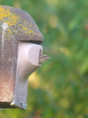 Nestkast 2GR van houtbeton met extra grote broedruimte – mezen – foto 5
