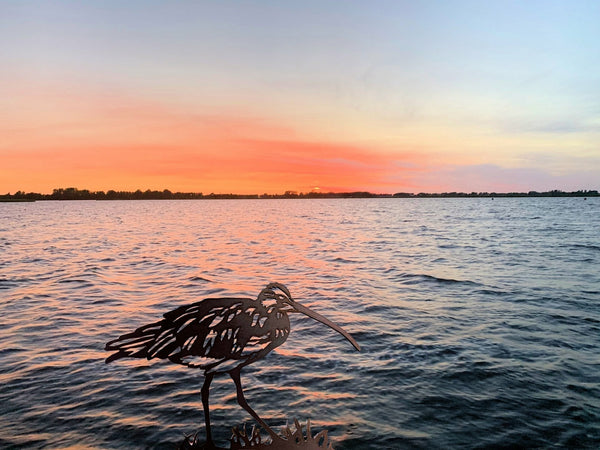 Birdwise - Großer Brachvogel