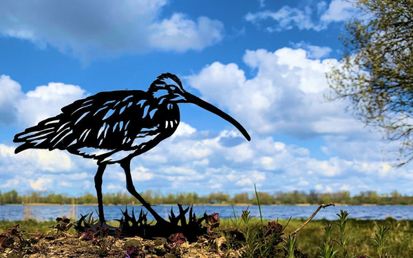 Birdwise - Großer Brachvogel