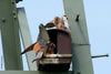 Torenvalkkast nr. 28 van houtbeton – foto 4