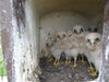 Torenvalkkast nr. 28 van houtbeton – foto 5