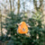 Fiesta-Nester-Orange