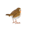 Robin