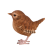 Zaunkönig