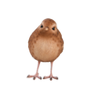Zaunkönig