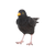 Amsel