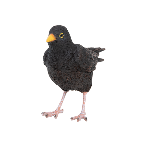 Amsel