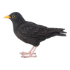 Amsel
