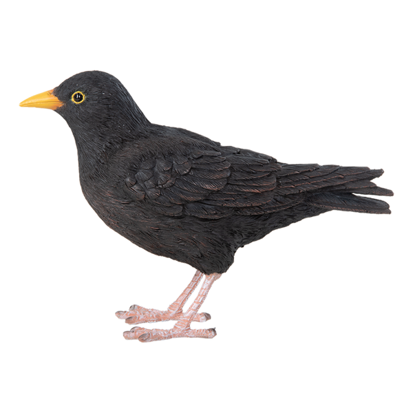 Amsel