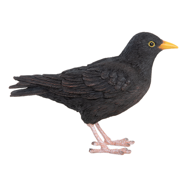 Amsel