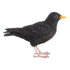 Amsel