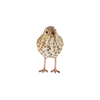 Singdrossel