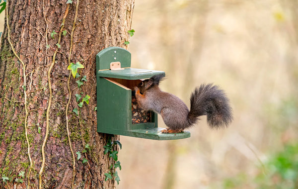 Eichhörnchen-Feeder Tofino
