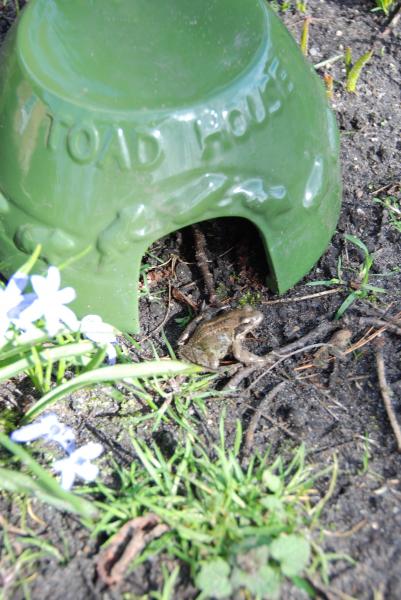 Paddenhuis Keramiek Donkergroen – Paddenpot voor in de Tuin | Esschert Design – foto 2