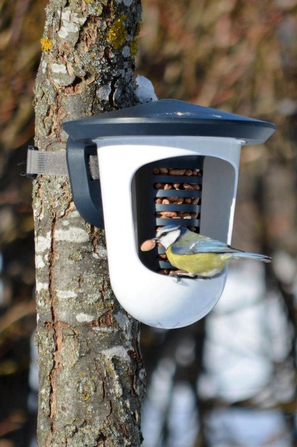 SingingFriend - MultifeedR anthrazit