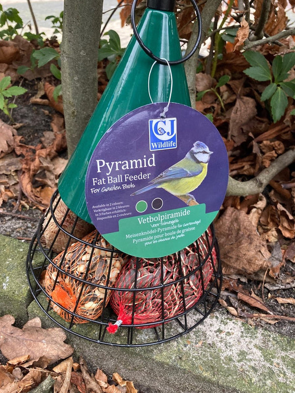 Fettknollenpyramide - grün