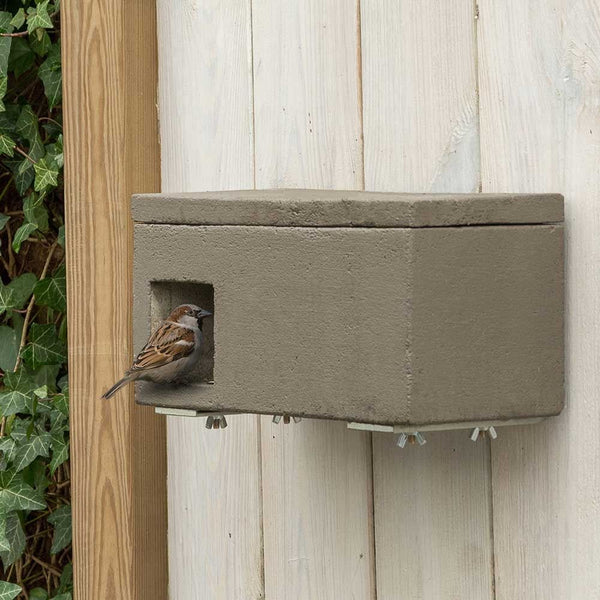 Sperlingsschlag Almeria