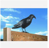 Esschert Design - Vogelscheuche Krähe