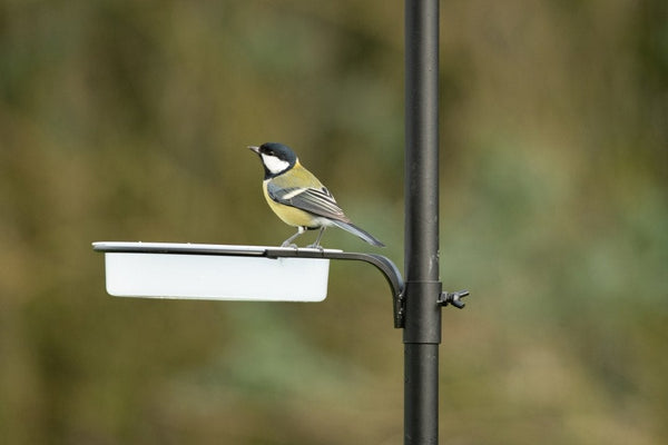 Futterstelle Tambora
