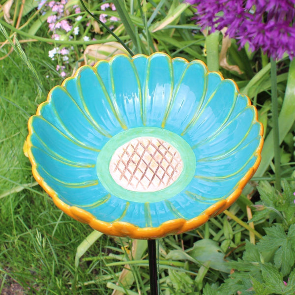 Afrikanischer Gänseblümchen-Trinker