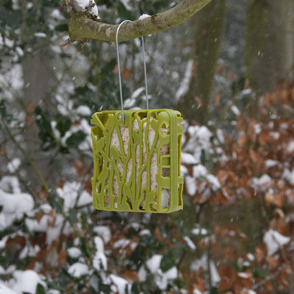 Chiffchaff Fettblockhalter