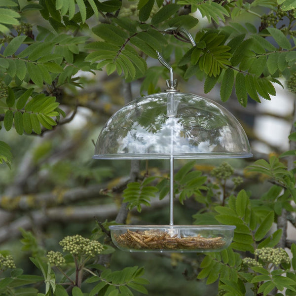 Robin-Futterhaus aus Acryl