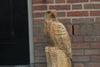 Holzskulptur Adler