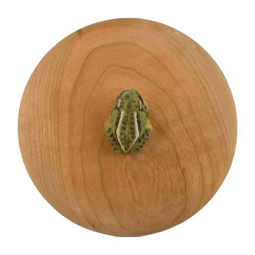 Holzkistenfrosch
