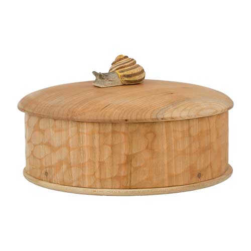 Holzkistenschnecke